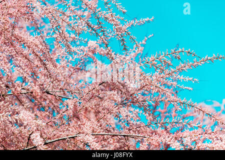 Tamarix meyeri Boiss bush nel giardino contro il cielo blu Foto Stock