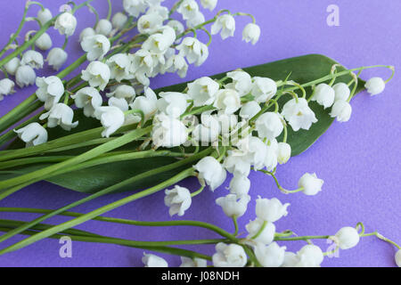 Il giglio della valle su uno sfondo viola. Foto Stock
