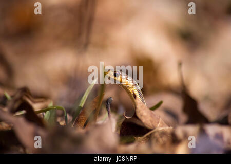 Serpenti giarrettiera testa fino in prossimità del profilo sul suolo della foresta con caduto foglie marrone Foto Stock