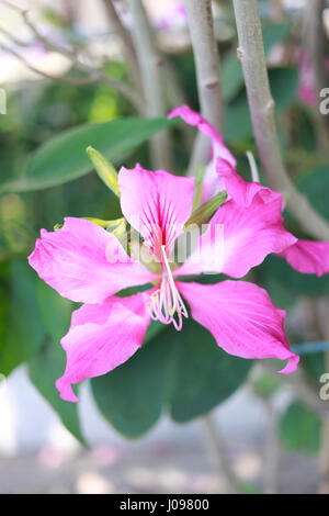 Rosa Bauhinia purpurea fiore nel giardino. Foto Stock