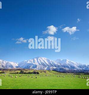 Una nuova zelanda allevamento di pecore, rimboccati sotto le bellissime Alpi del Sud, su un luminoso giorno d'inverno. Foto Stock