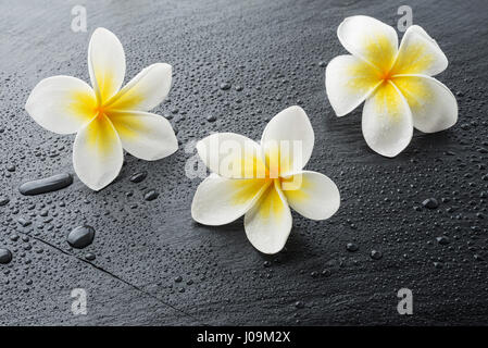 Tre Frangipani plumeria Spa fiori sul bagnato pietra nera piastra di ardesia con gocce d'acqua Foto Stock