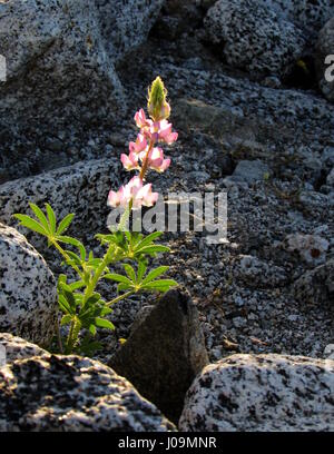 Arizona di lupino Lupinus arizonicus Anza-Borrego Desert State Park California USA Foto Stock