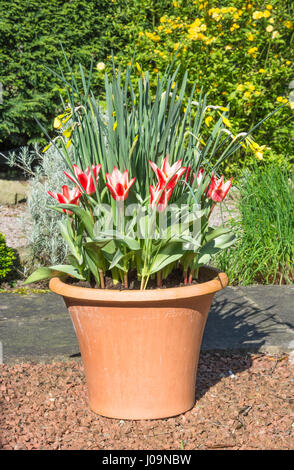 Pinocchio tulipani e Pipit narcisi in un vaso da giardino Foto Stock