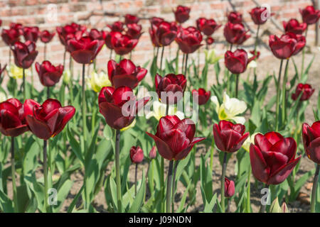 I tulipani 'Jan Reus' e 'Spring verde". Foto Stock