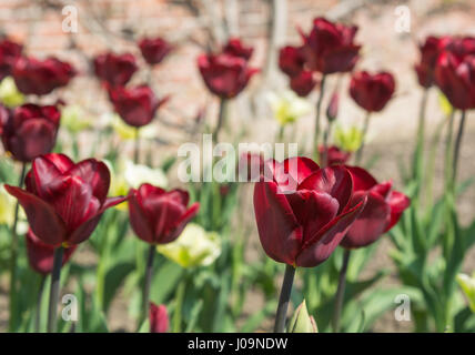 I tulipani 'Jan Reus' e 'Spring verde". Foto Stock