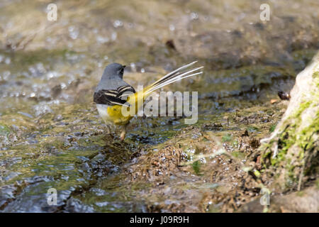 Wagtail grigio (Motacilla cinerea) nel fiume. Uccello colorato nella famiglia Motacillidae, mostra coda lunga e underparts giallo Foto Stock