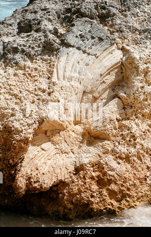 Le migliori spiagge di Aruba: Boca Prins Foto Stock