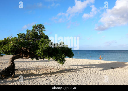 Le migliori spiagge di Aruba. Eagle Beach con il famoso albero fofoti, spesso chiamato Divi Divi tree per errore Foto Stock