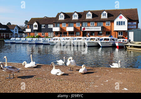 Una vista di cigni sulla banca del fiume Bure con noleggio barche sullo sfondo vicino a Wroxham Bridge, Norfolk, Inghilterra, Regno Unito. Foto Stock