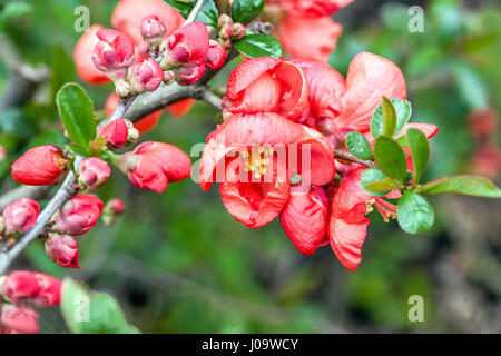 Fioritura di mela cotogna Chaenomeles superba 'Red trail" in un giardino Foto Stock