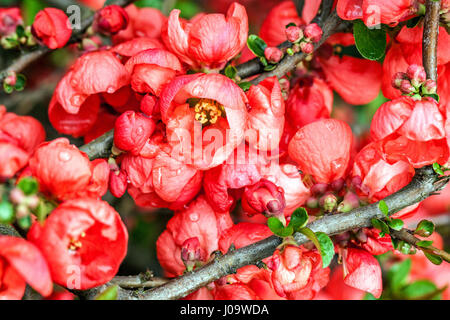 Fiore di mele cotogne Chaenomeles superba percorso rosso fiori rossi su una filiale Foto Stock