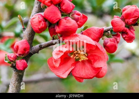 Rosa di quince Chaenomeles x superba "Red Trail" Foto Stock