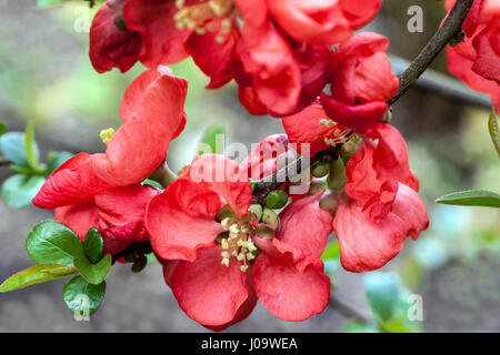 Fioritura di mela cotogna Chaenomeles superba 'Red trail" in un giardino Foto Stock