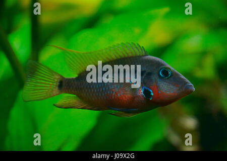 Ciclasoma meeky o thorichthys meeki, pesci di acqua dolce Foto Stock