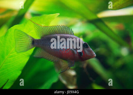 Ciclasoma meeky o thorichthys meeki, pesci di acqua dolce Foto Stock