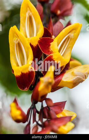 Thunbergia mysorensis, vite a tromba di Mysore, vite dell'orologio indiano Foto Stock