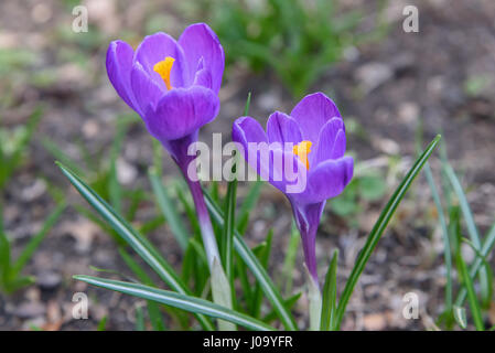 Due crocus sativus su un giardino Foto Stock