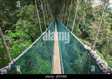 Lunga passerella elevata attraverso le cime degli alberi nella foresta pluviale - Borneo, Malaysia Foto Stock