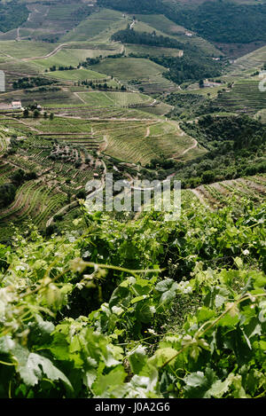 Paesaggio douro. vigneti della valle del Douro in Portogallo Foto Stock