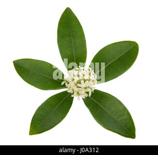 Skimmia japonica fiori isolati su sfondo bianco Foto Stock