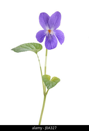 Viola Mammola, viola isolato su sfondo bianco Foto Stock