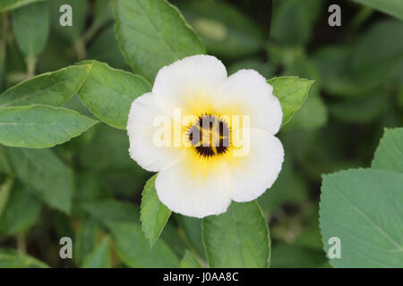 Turnera subulata o salvia Bianca Rose fiore della mattina al giardino pubblico. Foto Stock
