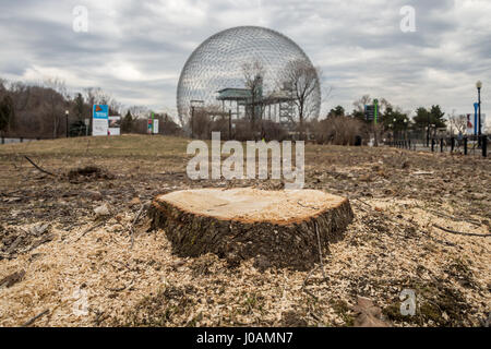 Montreal, CA - 10 Aprile 2017: più di 1000 alberi sono stati tagliati nel parco Jean-Drapeau per fare la strada per una nuova sede sede 65.000 persone. Foto Stock