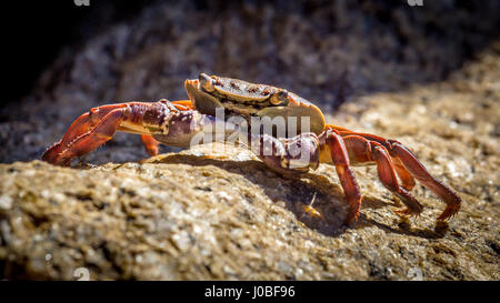 Rosso arancione crab seduto su una roccia Foto Stock