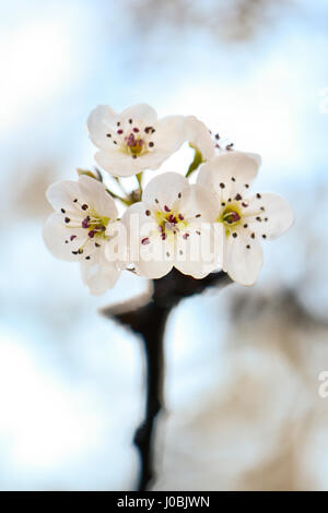 Fiore di Ciliegio fiori isolati su un ramo, ad alta densità di fiori e di cieli azzurri in soft focus in background. Foto Stock