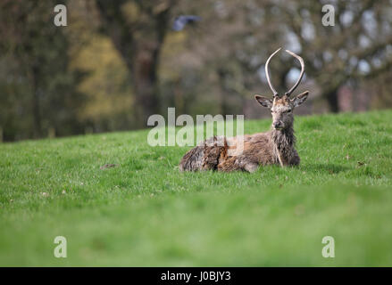 Capriolo stag a Wollaton Park, Wollaton Hall, Nottingham, Inghilterra. Foto Stock