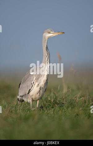 Airone cenerino / Graureiher ( Ardea cinerea ), a muovere lentamente attraverso alta vegetazione, guardando attentamente, Scatto frontale, chiudere. Foto Stock
