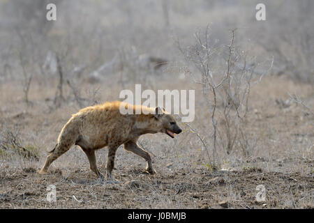 Spotted Hyena (Crocuta crocuta) camminando su savannah, Kruger National Park, Sud Africa. Foto Stock