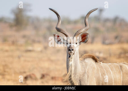 Kudu maggiore (Tragelaphus strepsiceros), ritratto maschile, guardando la telecamera, Kruger National Park, Sud Afroca. Foto Stock