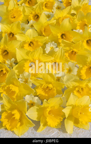 Tappeto giallo daffodil e primrose fiori disposti su carta velina bianca, con fiori di fronte alla macchina fotografica. La luce del sole con le ombre. Foto Stock