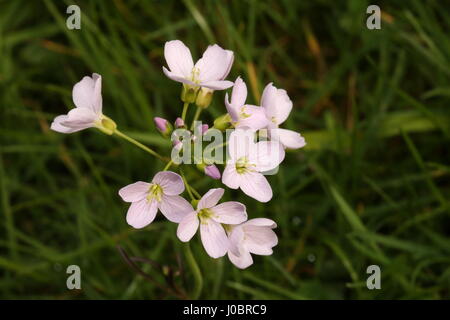Il cuculo-fiori / Lady's Smock cardamine pratensis nel bosco vicino a Bangor Co Down N Irlanda Foto Stock