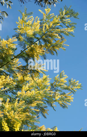 Acacia dealbata. Graticcio di argento. La Mimosa fiorita in primavera Foto Stock