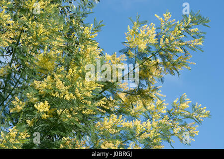 Acacia dealbata. Graticcio di argento. La Mimosa fiorita in primavera Foto Stock