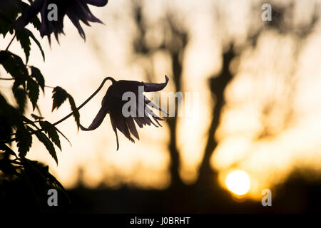 Clematis macropetala "laguna' Fiore. La clematide alpina Blue Lagoon silhouette di sunrise Foto Stock