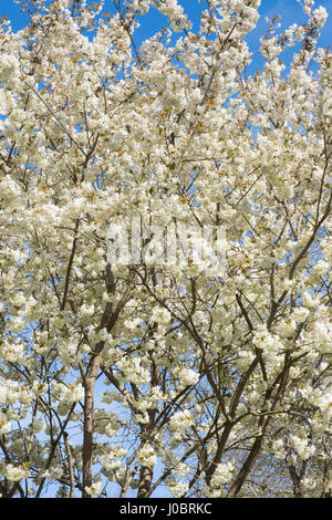 Prunus serrulata Ukon "". Ciliegia giapponese 'Ukon' albero fiorisce in primavera Foto Stock