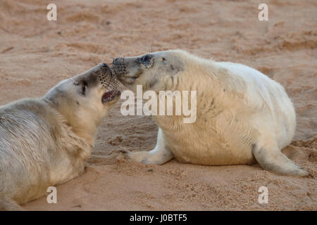 Grigio cuccioli di foca (Halichoerus grypus) Foto Stock