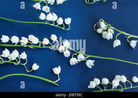 Il giglio della valle su uno sfondo blu scuro. Foto Stock