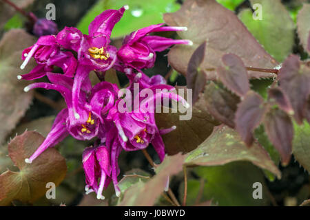 Epimedium grandiflorum 'Purple Pixie' Epimedium Foto Stock