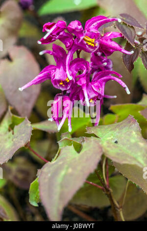 Epimedium grandiflorum flower 'Purple Pixie', Barrenwort primavera fiori semi-sempreverdi pianta Foto Stock