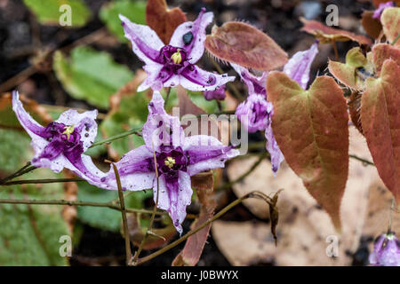 Grandi barrenwort fiorito, Epimedium grandiflorum Foto Stock