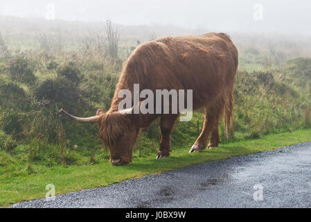 Longhorn bovini free roaming in una nebbiosa, umidi e drizzley settembri giorno vicino Aldermans Barrow su Exmoor,nel Somerset, Inghilterra, Regno Unito. Foto Stock