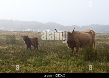 Longhorn bovini free roaming in una nebbiosa, umidi e drizzley settembri giorno vicino Aldermans Barrow su Exmoor,nel Somerset, Inghilterra, Regno Unito. Foto Stock