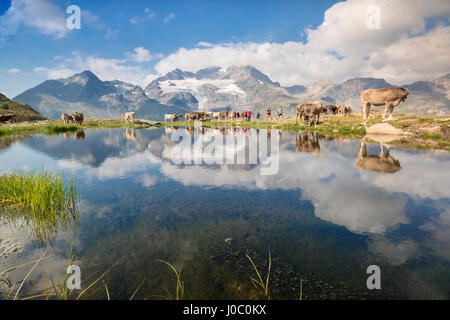 Le mucche al pascolo su pascoli verdi che circondano il lago alpino Val Bugliet del Cantone dei Grigioni, Engadina, Svizzera Foto Stock