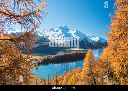 Boschi colorati intorno al lago di Sils incorniciato da vette innevate sullo sfondo, Maloja, Canton Grigioni, Engadina, Svizzera Foto Stock