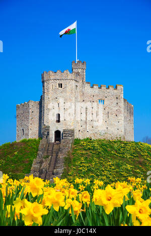 Norman mantenere e narcisi, Castello di Cardiff, Cardiff Wales, Regno Unito Foto Stock